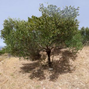 Olive tree #3001