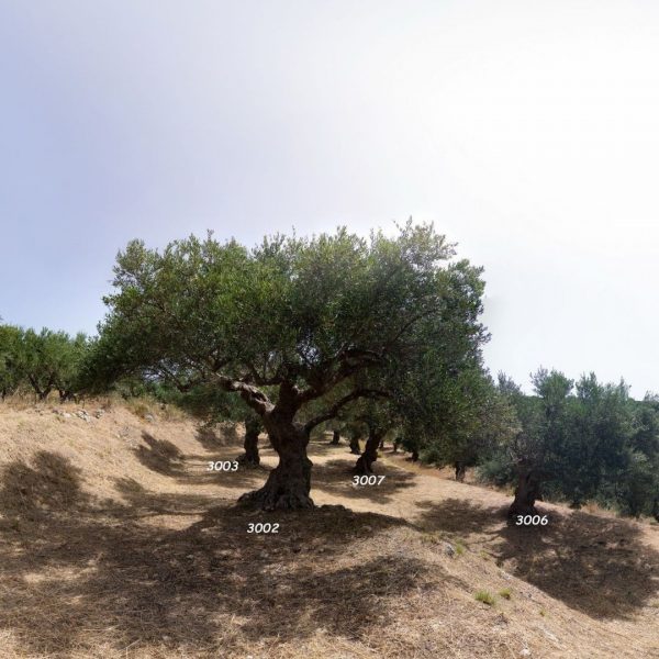 Olive tree #3002