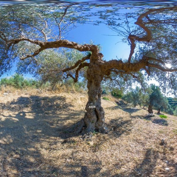 Olive tree #3008