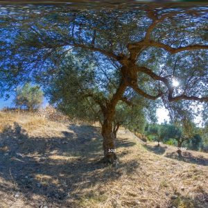 Olive tree #3011