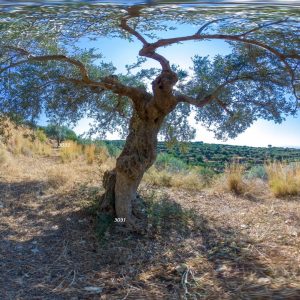 Olive tree #3031
