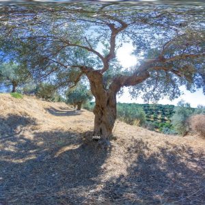 Olive tree #3036