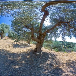 Olive tree #3037