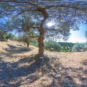 Olive tree #3038