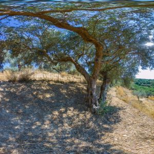 Olive tree #3043