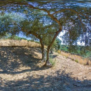 Olive tree #3045