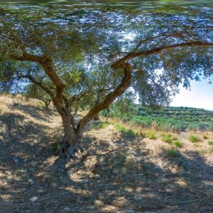 Olive tree #3048