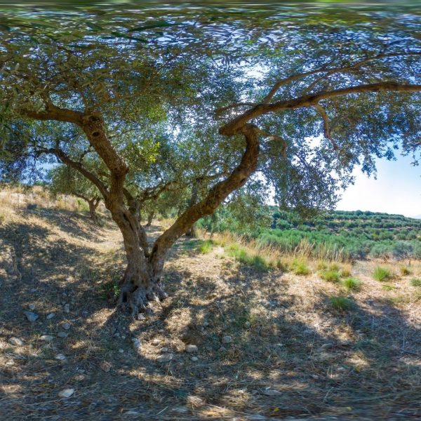 Olive tree #3048