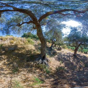 Olive tree #3051