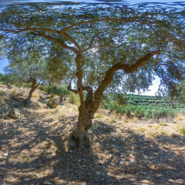 Olive tree #3052