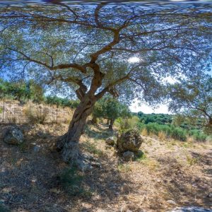 Olive tree #3053