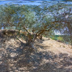 Olive tree #3095